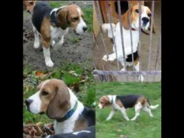 Znaleziono młodego samca beagle w Poznaniu!