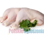 Praca w Holandii! Bez wiekówki!