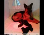 Langstockhaariger deutscher Schäferhund – die Welpen