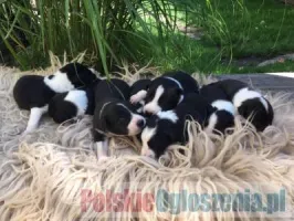 Szczeniaki Border Collie na sprzedaż
