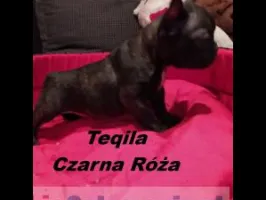 buldog francuski szczenieta