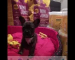 buldog francuski szczenieta