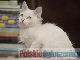 ULM Nowa Era*PL neva masquerade