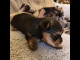 Yorkshire Terrier z genem Biewera