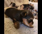 Yorkshire Terrier z genem Biewera